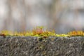 Close Up Of Moss