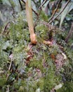 Close-Up of Moss and Budding Plant in a Natural Forest Enviroment Royalty Free Stock Photo