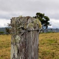 Moss Covered Fence Post Royalty Free Stock Photo