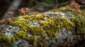 a close up of a moss covered rock with small plants growing on it and a tree in the background with leaves and branches in the Royalty Free Stock Photo