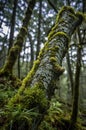 Moss Covered Tree Trunk in a Dark Forest Royalty Free Stock Photo