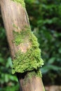 Close up of green moss covering the trunk of a Buddha`s Belly Type Bamboo tree in Hawaii