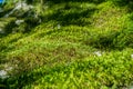 Close up of moss covering rocks in Castle Rock State Park, Santa Cruz mountains, San Francisco bay area, California Royalty Free Stock Photo