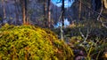 Close-up moss in dark forest. Macro green vegetation in dense woods in spring. Autumn woodland. Fall nature. Golden hour Royalty Free Stock Photo