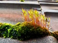 Close-up of the moss with fresh grass blades grow from it