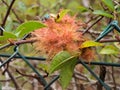 Diplolepis rosae, close-up of moss gall, rose gall