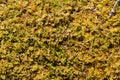 Close-up of moss on grounded tree