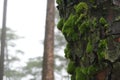 Close up of moss growing on the pine tree Royalty Free Stock Photo