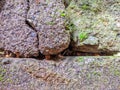 Close-up of moss growing on rock photo Royalty Free Stock Photo
