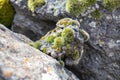 Close up moss grown up cover the rough stones in the forest. Show with macro view. Rocks full of the moss