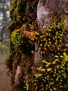 close-up of moss growth on tree trunk at tropical rainforest in Indonesia Royalty Free Stock Photo