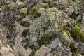 Moss and lichen on a rock Royalty Free Stock Photo