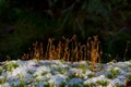 Moss in snow Royalty Free Stock Photo