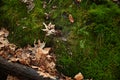 Close up of Moss. Moss, shot close-up, top view, grows on a slope. Yellow autumn leaves lie on the green ground