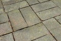 Close up of Moss on old brick paved yard.green moss on old brick floor texture. detail of moss and lichen on brick floor. Royalty Free Stock Photo