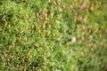 Close up of Moss with Orange Buds Royalty Free Stock Photo