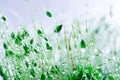 Close-up of moss after rain