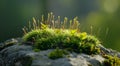 Close-up of Moss on a Rock with Sunlight Royalty Free Stock Photo