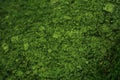 Close Up Moss Texture on Rock Royalty Free Stock Photo
