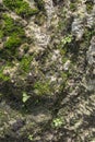 Close up of moss textures on stone surface background. Royalty Free Stock Photo