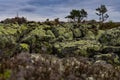 Close-up of moss thriving on stones amid the rugged terrain of Hoga Kusten's clapper field. Royalty Free Stock Photo