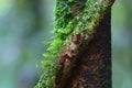 Close up moss on tree Royalty Free Stock Photo