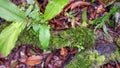 Close up of moss on tree trunks and dry leaves Royalty Free Stock Photo