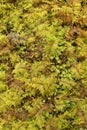 Close up of mosses growing on fallen tree trunk Royalty Free Stock Photo