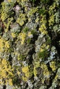 Close up mosses and lichens growing on tree trunk