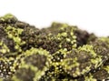 Close-up of a Mossy frog, Theloderma corticale Royalty Free Stock Photo