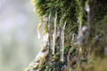 close up of mossy rock with icicles of frozen rainwater