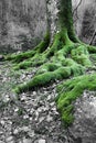 Close up on mossy roots of beech tree in wintertime forest