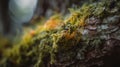 a close up of a mossy tree trunk in the woods with a blurry background of trees and branches in the distance, with a blurry sky Royalty Free Stock Photo