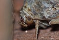 Close up of a moth on a fence photo taken in the UK