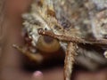 Close up of a moth on a fence photo taken in the UK