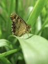 Close Up Of Moth On Green Leave Royalty Free Stock Photo
