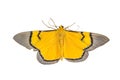 Close up of moth