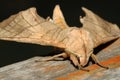 Close up of moth,night butterfly Royalty Free Stock Photo