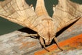 Close up of moth,night butterfly Royalty Free Stock Photo