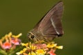 A close up of a moth