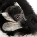 Close-up of Mother and baby Black-and-white ruffed lemur, Varecia variegata subcincta, 7 years old and 2 months old Royalty Free Stock Photo