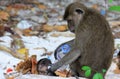 Close up of mother and baby Monkeys crab-eating long-tailed Macaque, Macaca fascicularis on polluted beach playing with plastic