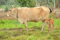 Mother cow with Baby calf in a palm oil plantation Royalty Free Stock Photo