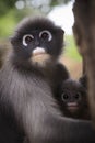 Close up mother face of dusky leaf monkey and new kid in warming Royalty Free Stock Photo