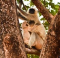 Mother Gray Langur also known as Hanuman Langur with her baby.