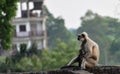 Mother Gray Langur also known as Hanuman Langur with her baby.