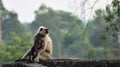 Mother Gray Langur also known as Hanuman Langur with her baby.