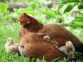 Closeup mother hen, three cute chicks under her wing, one beside her