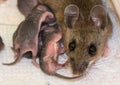 Close up of a mother house mouse and offspring.