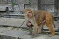 CLOSE UP: Mother macaque walks around the temple while its baby is still feeding